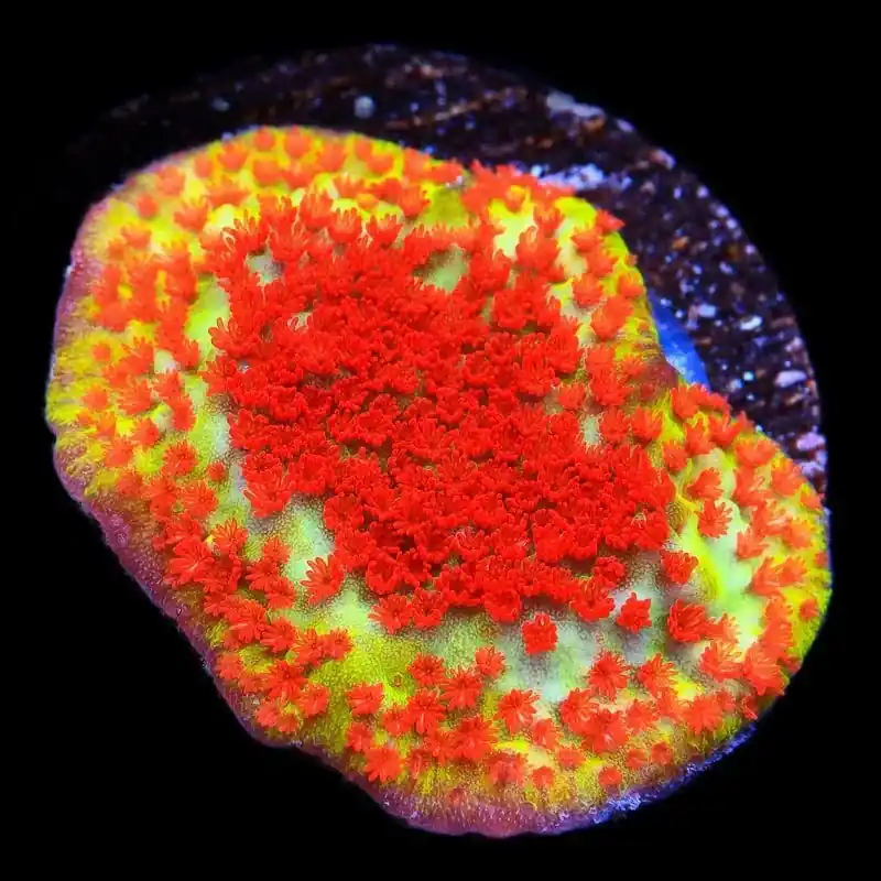 TSA Chili Pepper Montipora Coral - TSA Coral