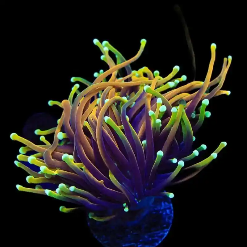 TSA Blowtorch Torch Coral - TSA Coral