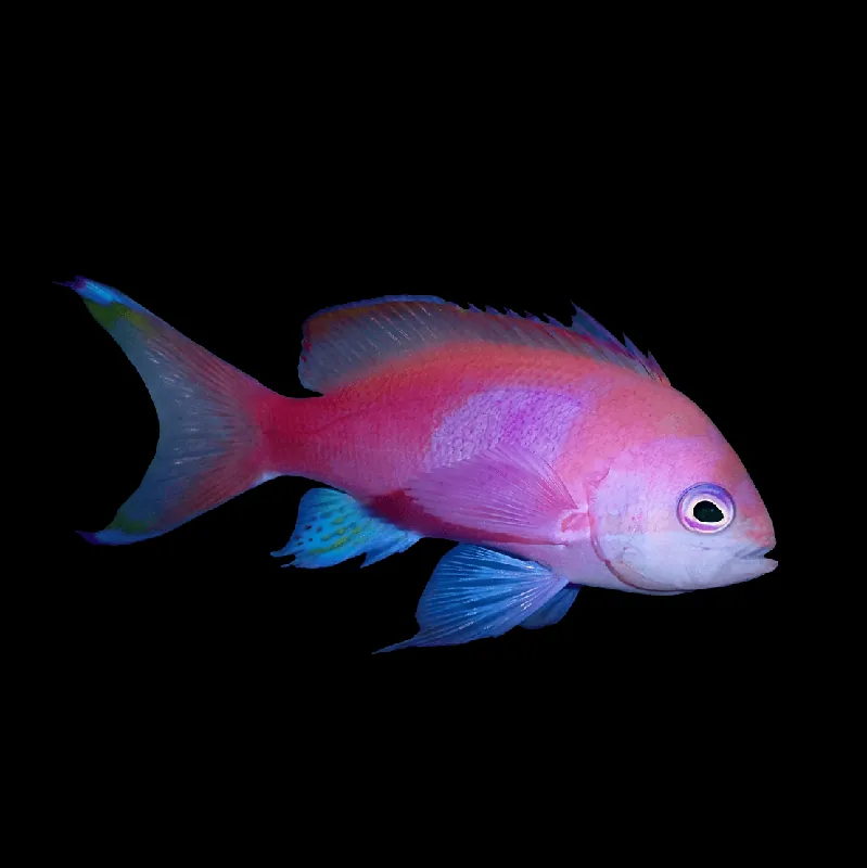 Pink Square Anthias - Male- Pseudanthias pleurotaenia
