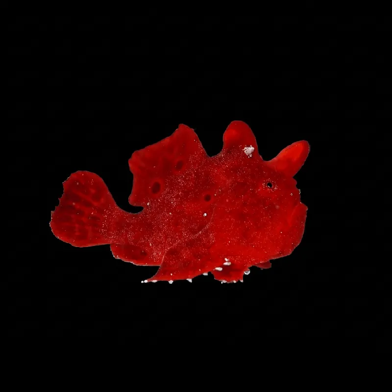 Red Angler, Super - Antennarius pictus