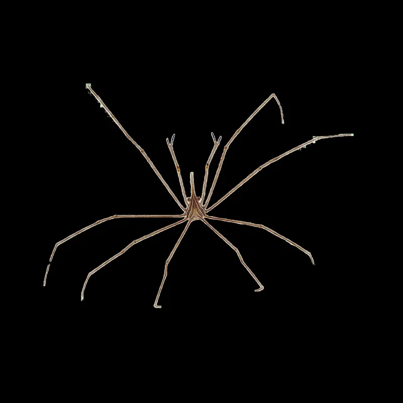 Arrow Crab - TSA Inverts