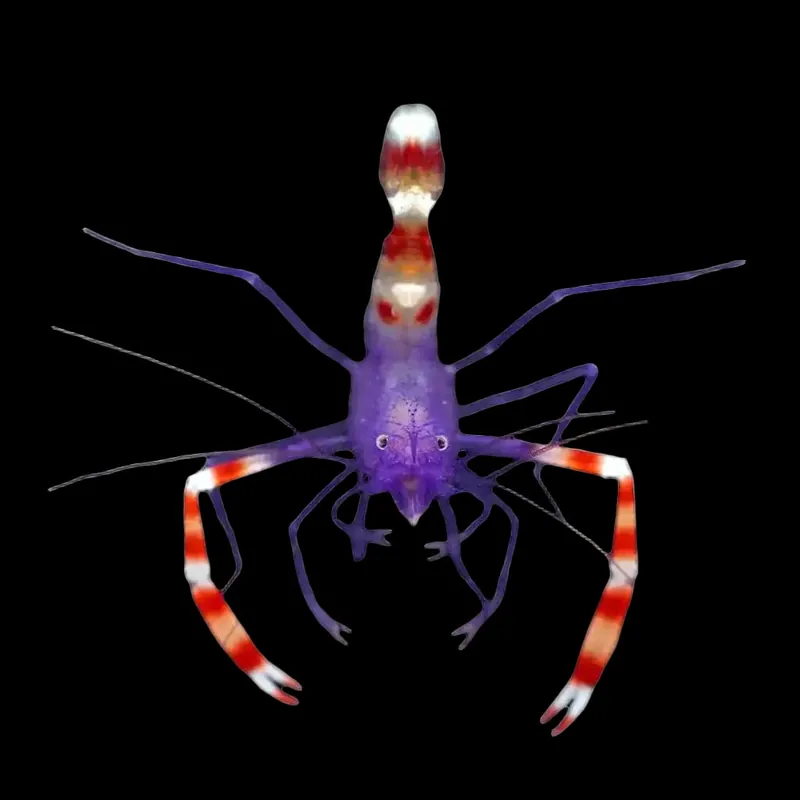 Blue Coral Banded Shrimp - TSA Inverts