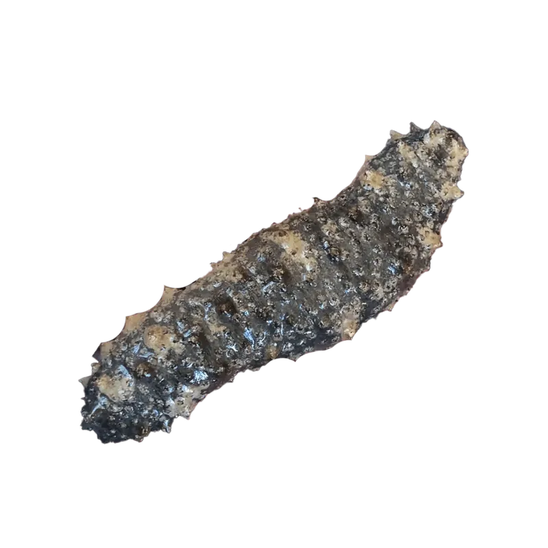 Caribbean Sea Cucumber - TSA Inverts