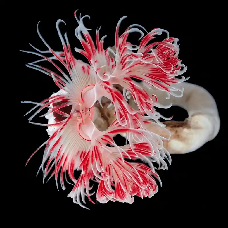Coco Worm Feather Duster - TSA Inverts