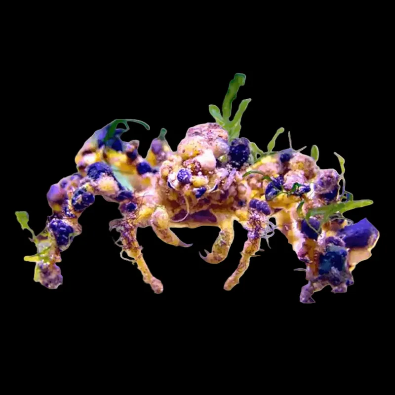 Spider Decorator Crab - TSA Inverts
