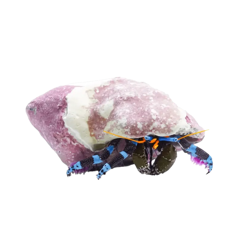 Electric Blue Hermit Crab - TSA Inverts