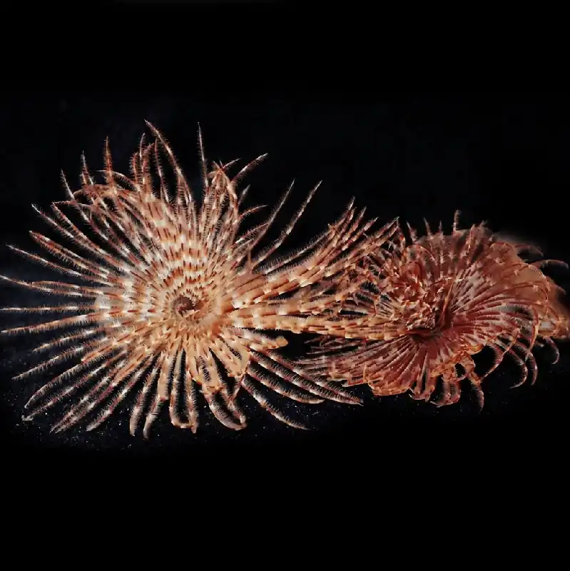 Feather Duster - TSA Inverts