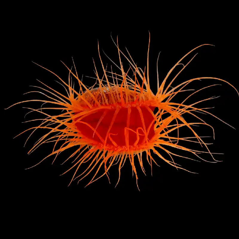 Flame Scallop - TSA Inverts