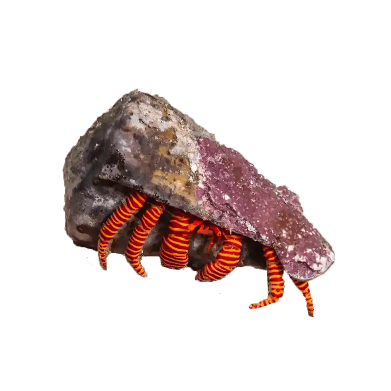 Halloween Hermit Crab - TSA Inverts
