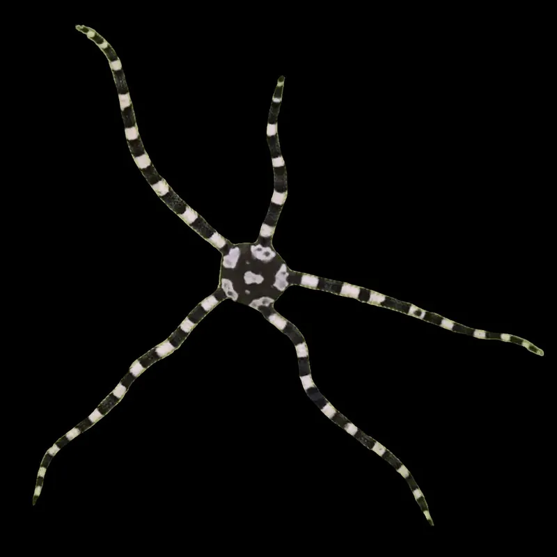 Harlequin Serpent Starfish - TSA Inverts