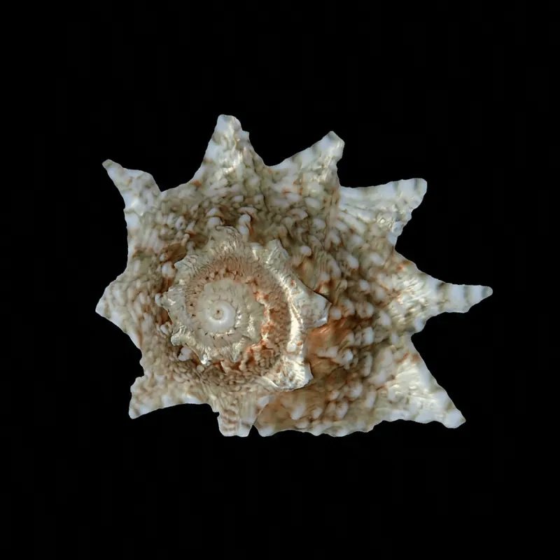 Ninja Star Snails - TSA Inverts