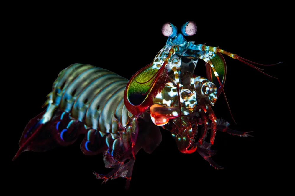 Peacock Mantis Shrimp - TSA Inverts