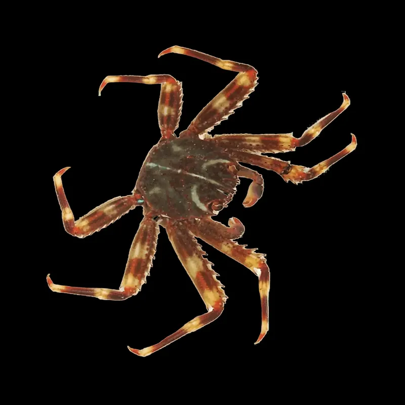 Sally Lightfoot Crab - TSA Inverts