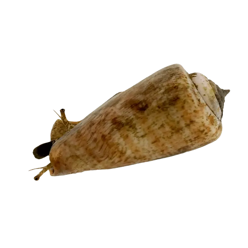 Tiger Sand Conch - TSA Inverts