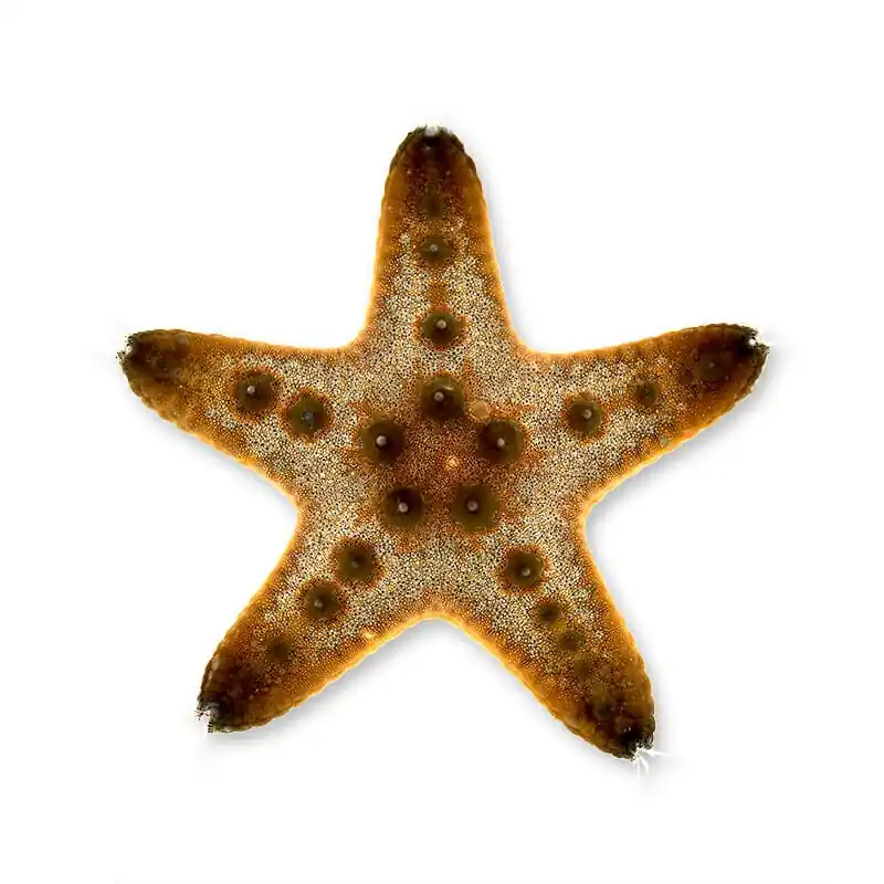 Chocolate Chip Starfish - TSA Inverts
