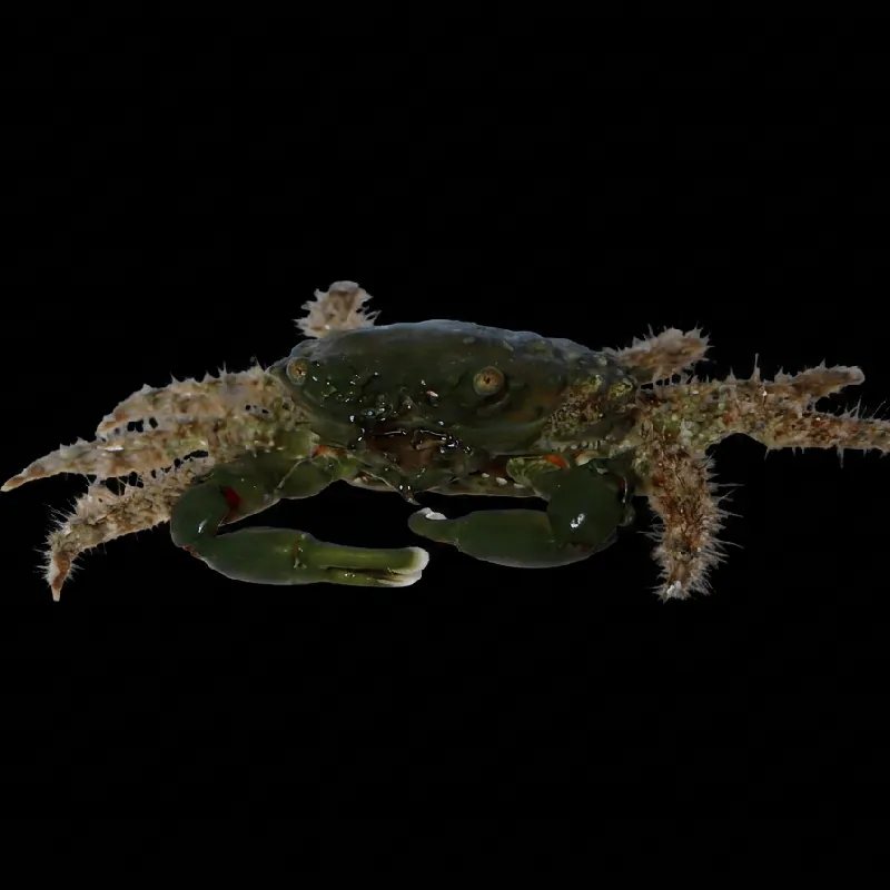 Emerald Crab - TSA Inverts