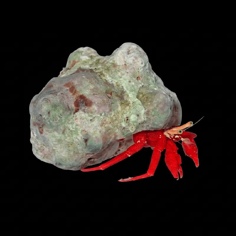 Scarlett Red Hermit Crab - TSA Inverts