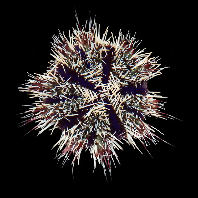 Halloween Urchin - TSA Inverts