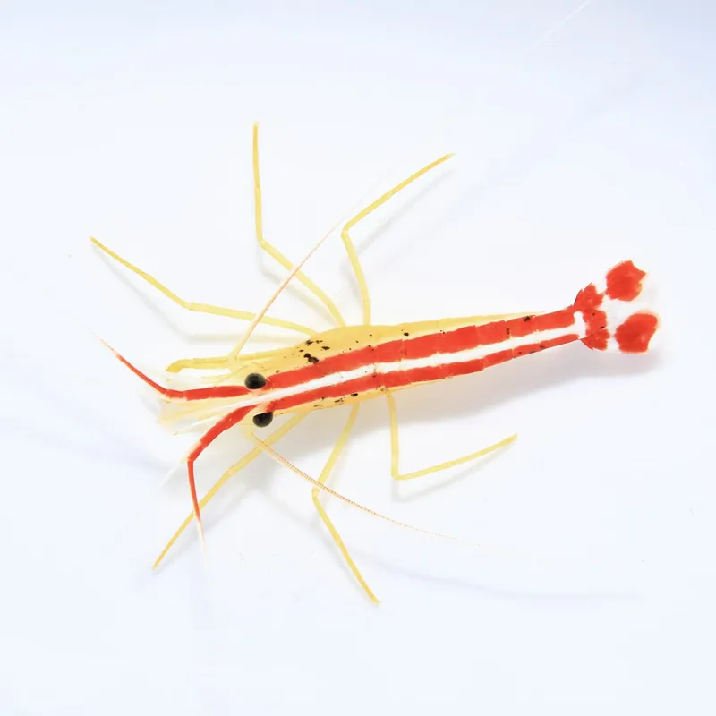 Skunk Cleaner Shrimp - TSA Inverts
