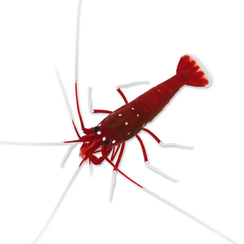 Blood Red Fire Shrimp - TSA Inverts