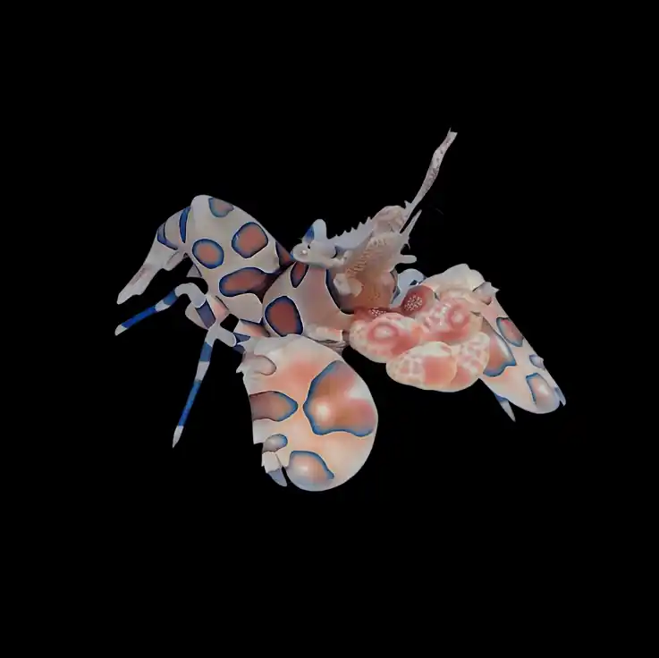Harlequin Shrimp - TSA Inverts