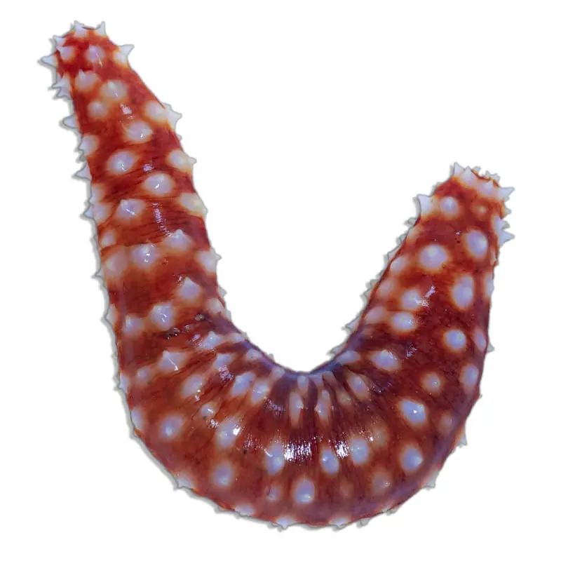Tiger Tail Cucumber - TSA Inverts