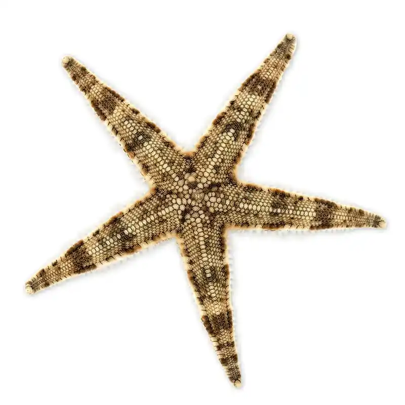 Sand Sifting Starfish - TSA Inverts