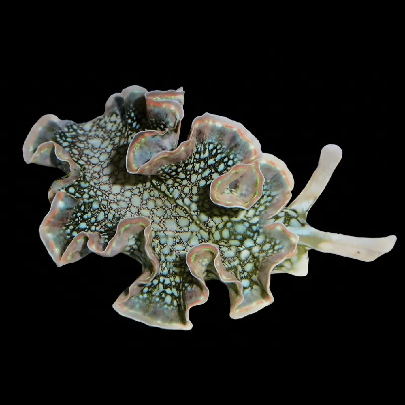 Lettuce Nudibranch - TSA Inverts