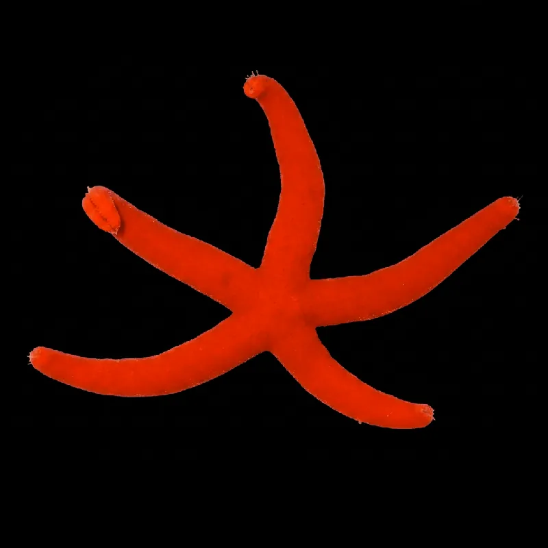 Orange Linckia Starfish - TSA Inverts