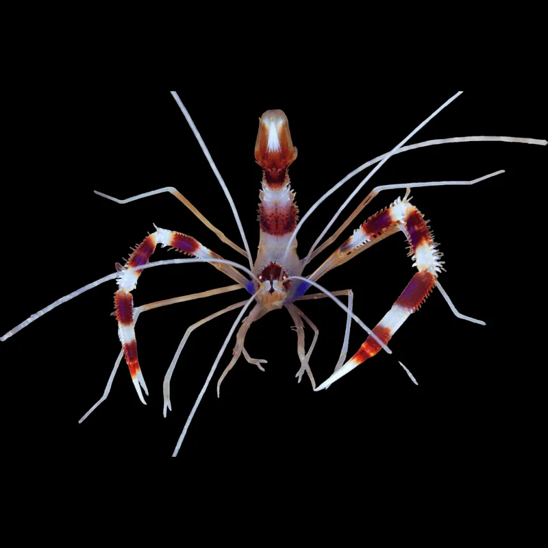 Coral Banded Shrimp - TSA Inverts