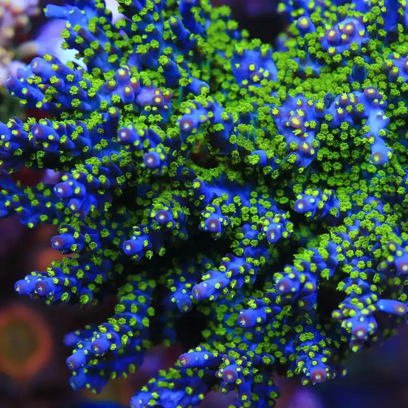 Garf Bonsai Acropora Coral - TSA Coral