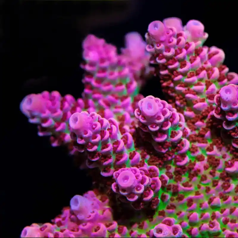 TSA Princess Peach Acropora Coral - TSA Coral