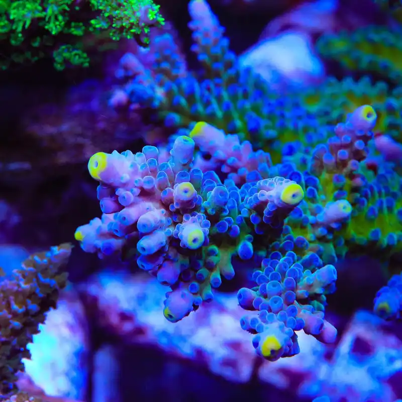 Yellow Tip Acropora Coral - TSA Coral
