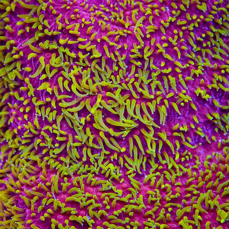 JF Freak Hair Lithophyllon Coral - TSA Coral