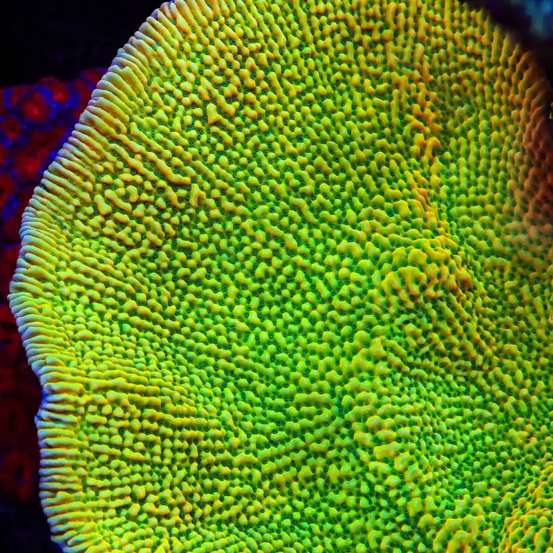 JF Beach Bum Montipora Coral - TSA Coral