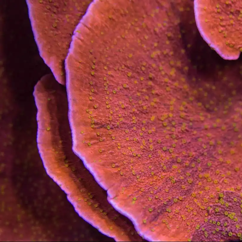 Reeftech Starburst Montipora Coral - TSA Coral