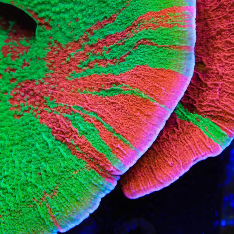 Grafted Montipora Cap Coral - TSA Coral