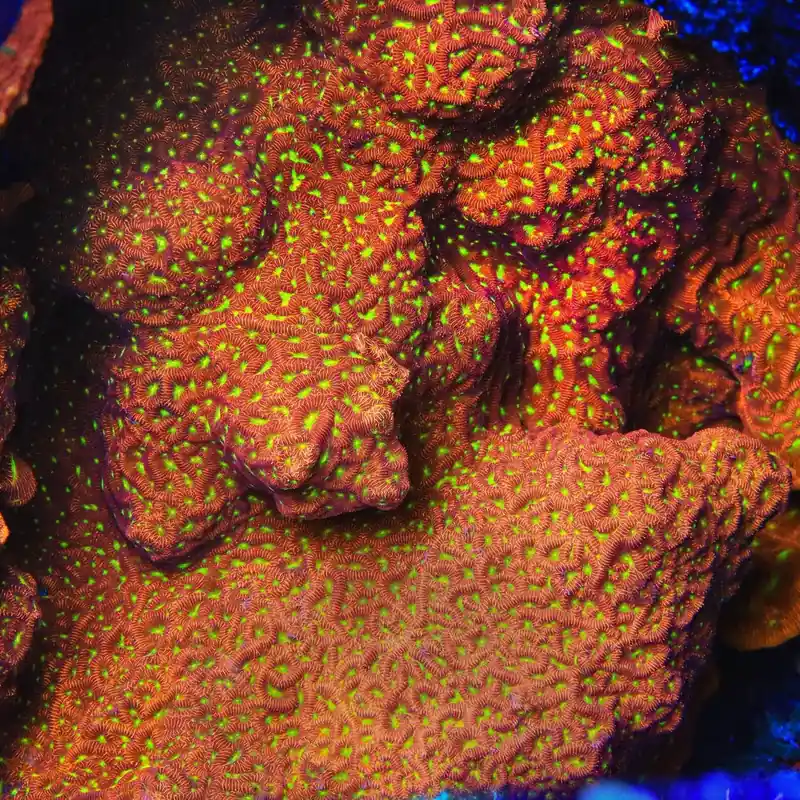 JF Jack O Lantern Leptoseris Coral - TSA Coral