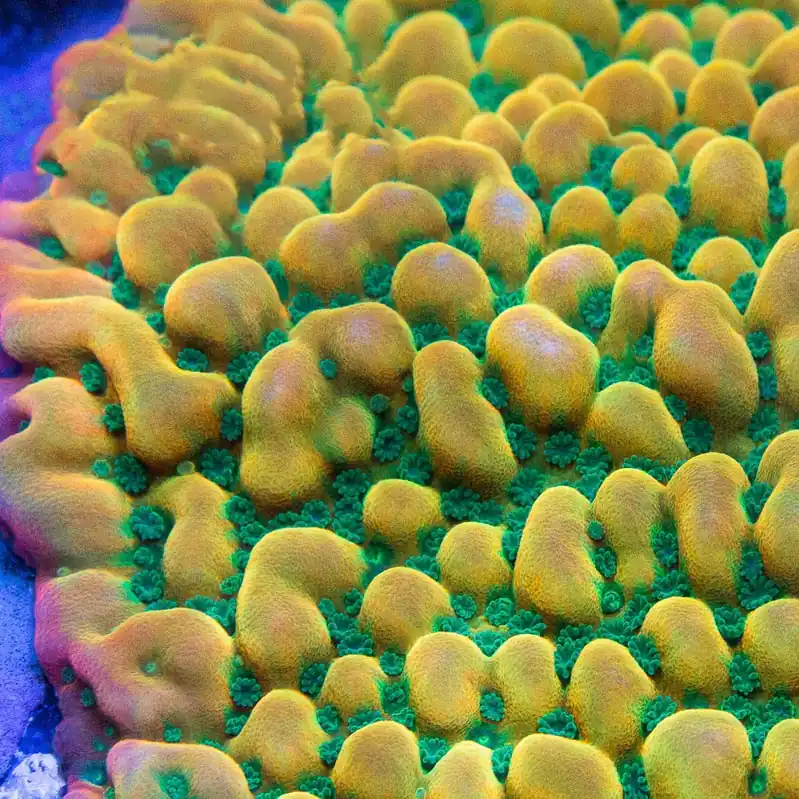 TSA Midori Sunrise Montipora Coral - TSA Coral