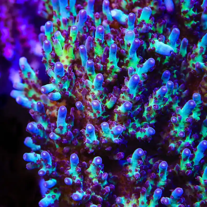 Vivids Rainbow Delight Acropora Coral - TSA Coral