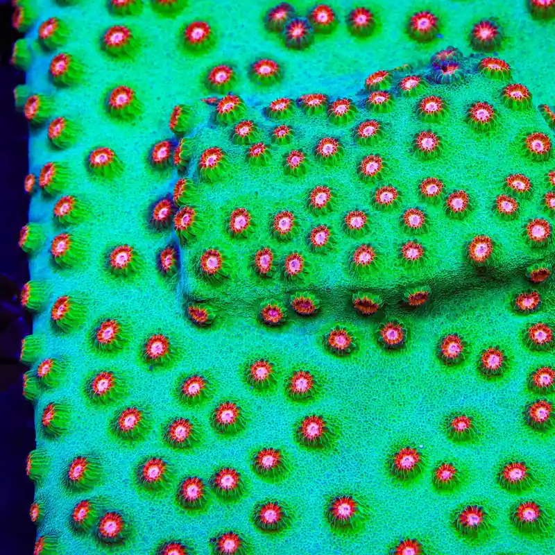 Jingle Bells Cyphastrea Coral - TSA Coral