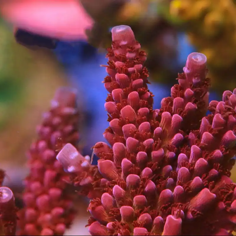 PC Rainbow Acropora Coral - TSA Coral