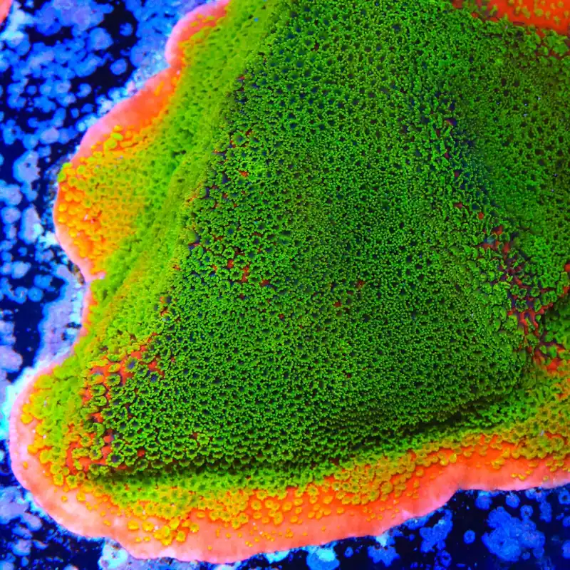 Sunset Montipora Coral - TSA Coral