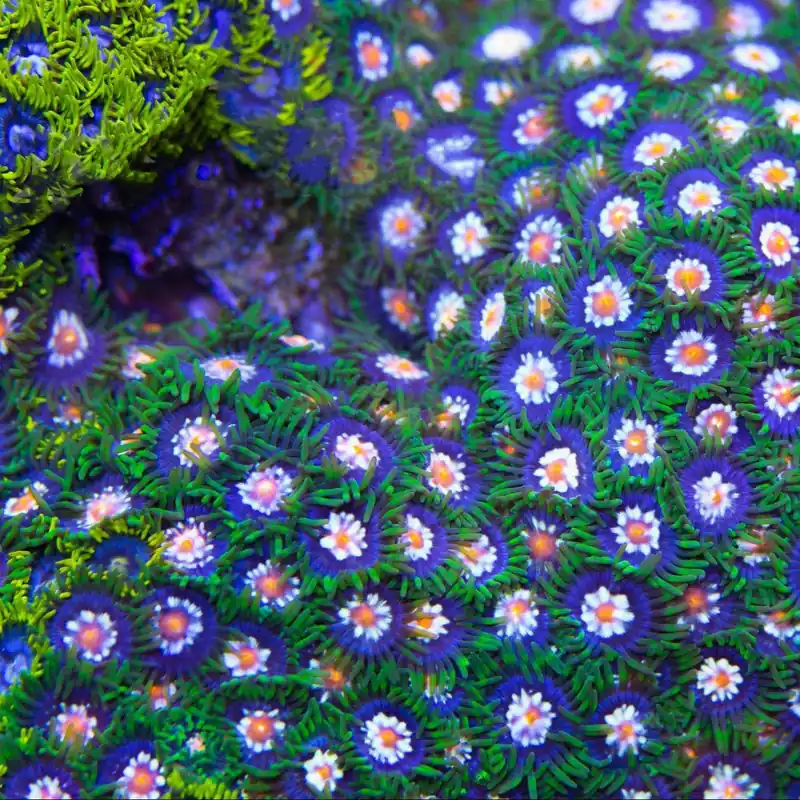 Daisy Cutter Zoanthids Coral - TSA Coral