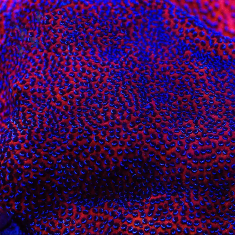 Mystic Sunset Montipora Coral - TSA Coral
