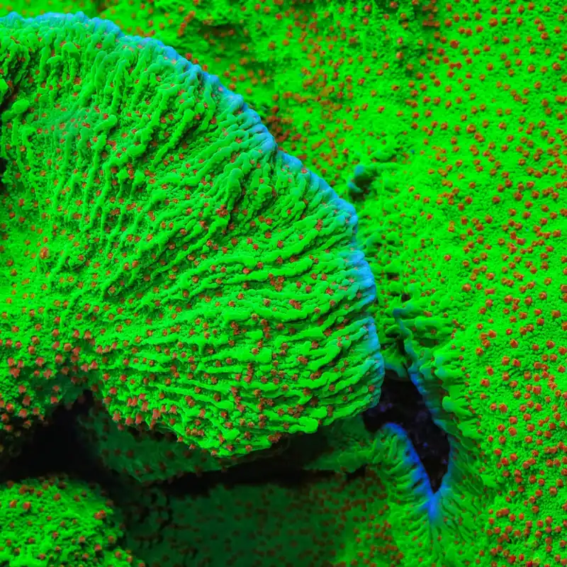 Seasons Greetings Montipora Coral - TSA Coral