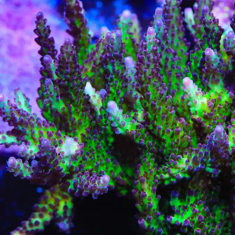 TSA Raspberry Limeade Acropora Coral - TSA Coral