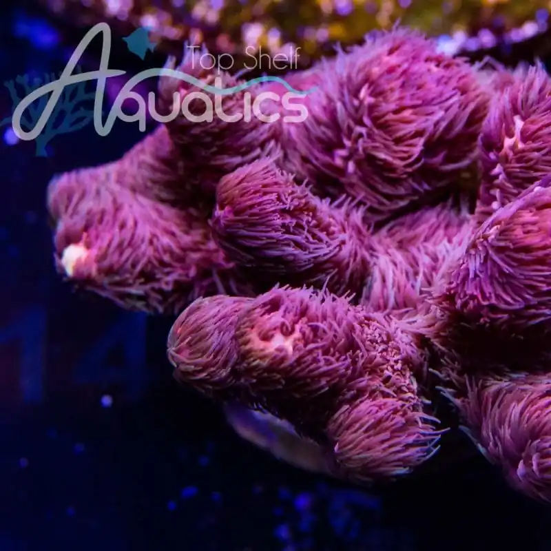 TSA Woolly Mammoth Acropora Coral - TSA Coral
