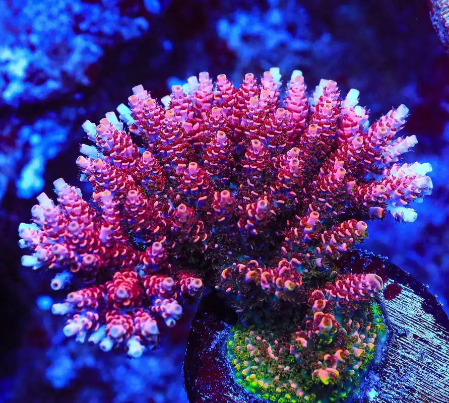 TSA Fruity Pebbles Acropora Coral - TSA Coral