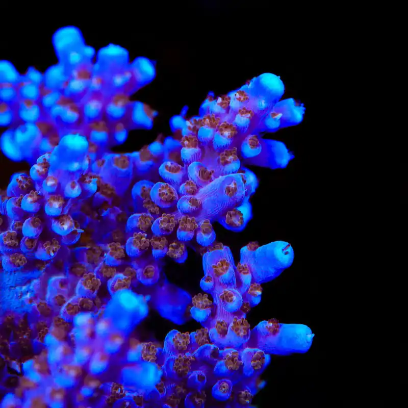 ARC Fireworks Acropora Coral - TSA Coral